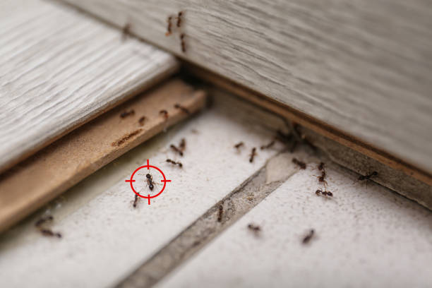 Best Wasp Removal Services  in Pineville, NC