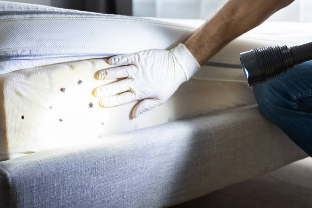 Best Emergency Pest Control  in Pineville, NC
