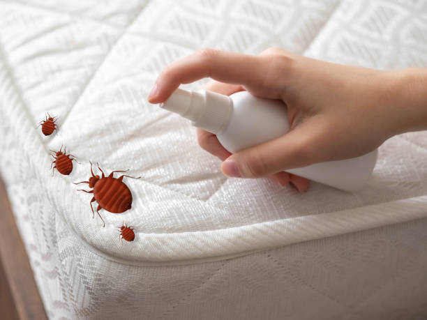 Best Affordable Pest Control Services  in Pineville, NC